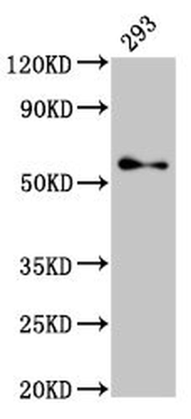 TFE3 Antibody in Western Blot (WB)