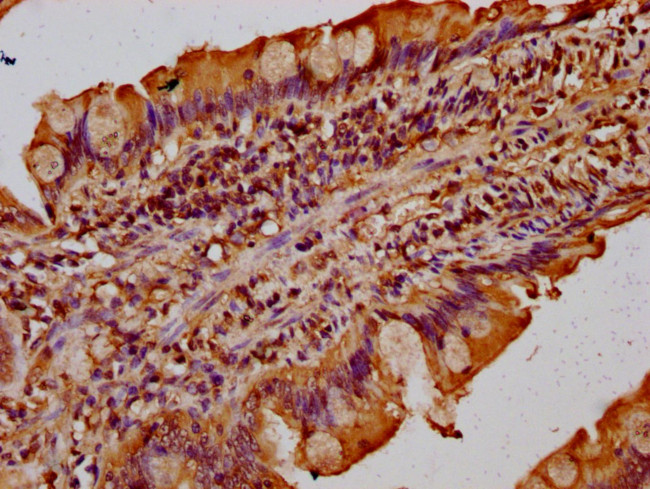 TMF1 Antibody in Immunohistochemistry (Paraffin) (IHC (P))