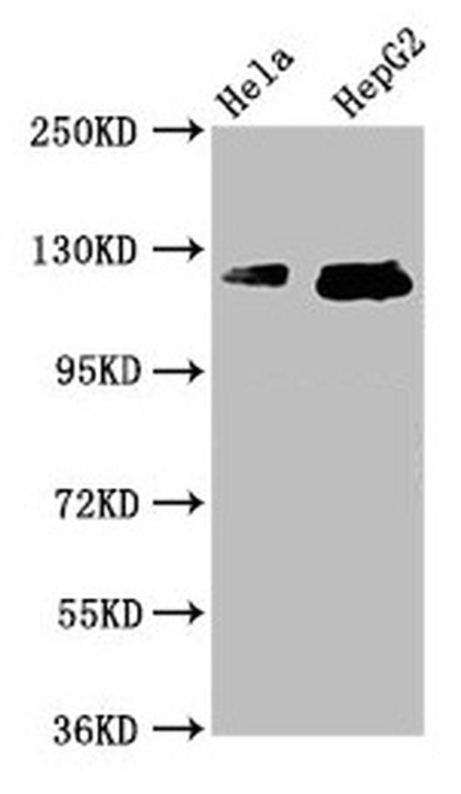 TMF1 Antibody in Western Blot (WB)