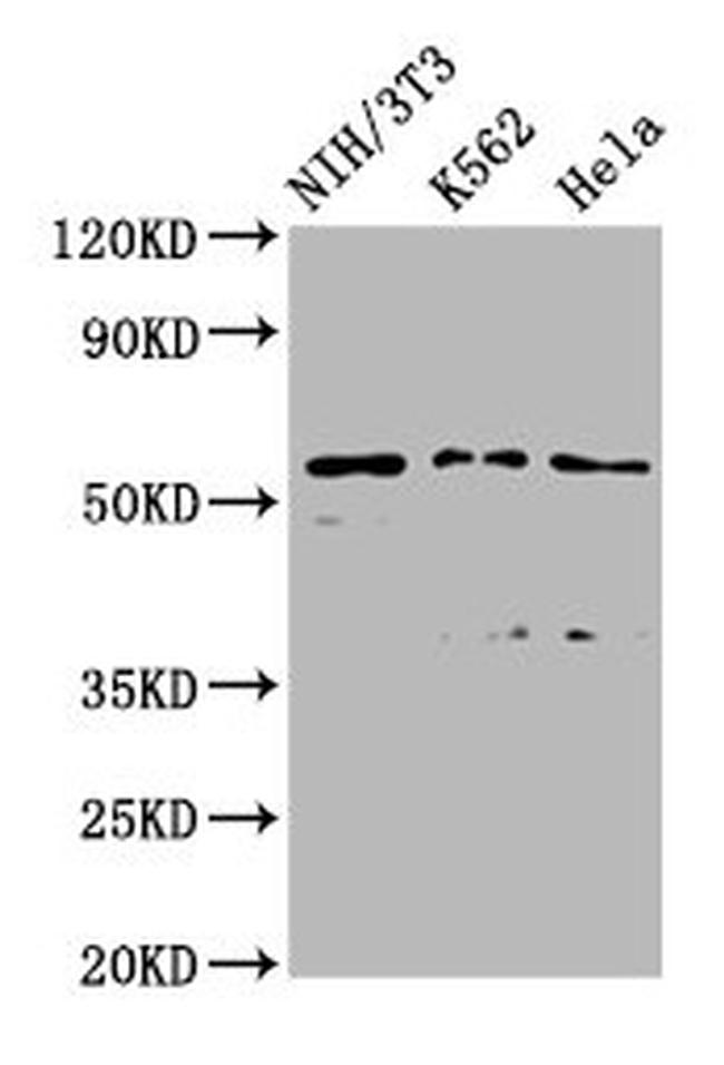 TTC26 Antibody in Western Blot (WB)