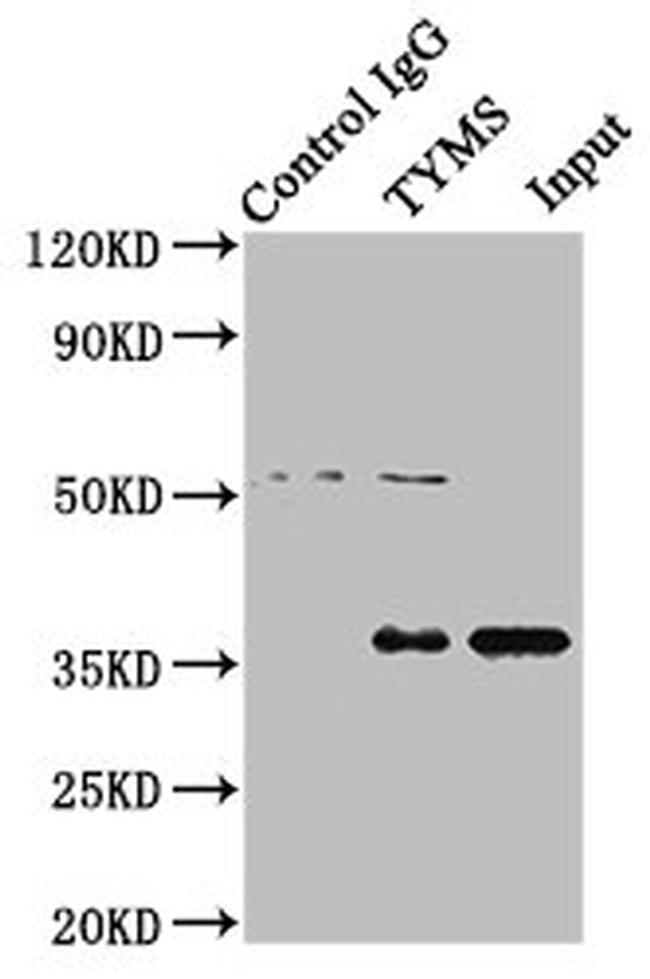 Thymidylate Synthase Antibody in Western Blot (WB)