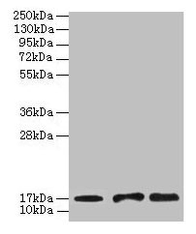 UBE2D1 Antibody in Western Blot (WB)