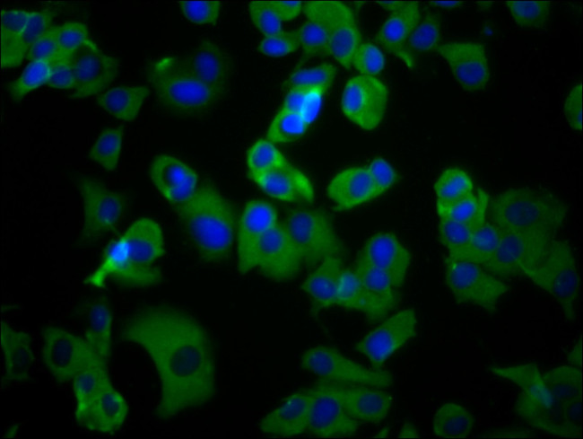 UMODL1 Antibody in Immunocytochemistry (ICC/IF)