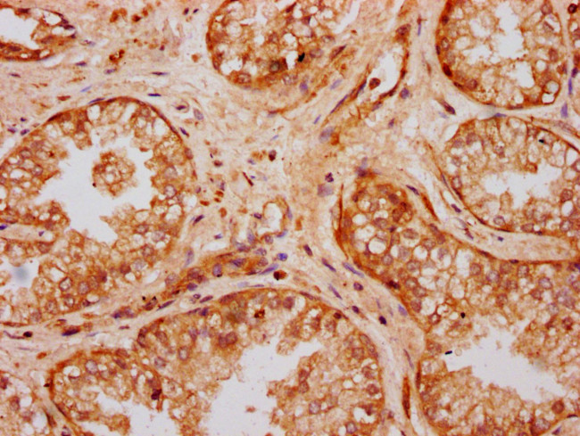 UMODL1 Antibody in Immunohistochemistry (Paraffin) (IHC (P))