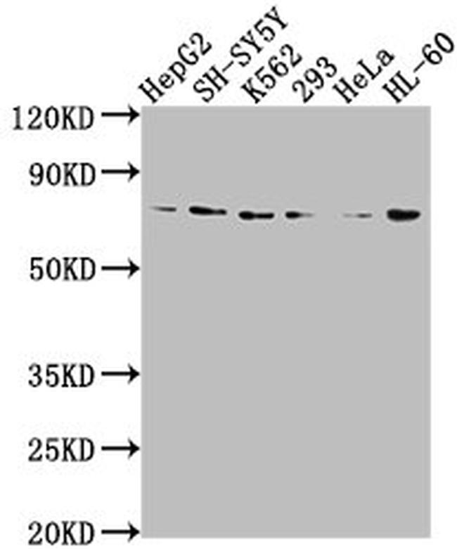 VASN Antibody in Western Blot (WB)