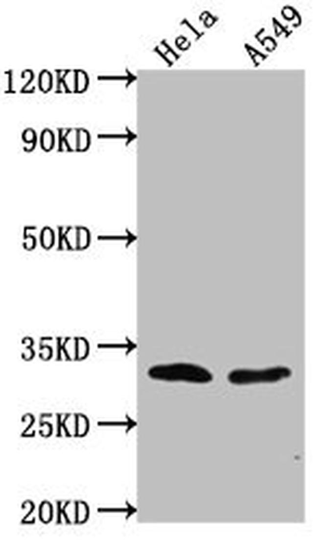 VAX2 Antibody in Western Blot (WB)