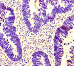 14-3-3 gamma Antibody in Immunohistochemistry (Paraffin) (IHC (P))