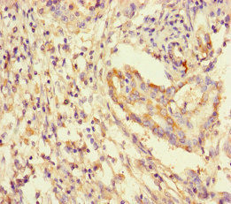 14-3-3 gamma Antibody in Immunohistochemistry (Paraffin) (IHC (P))