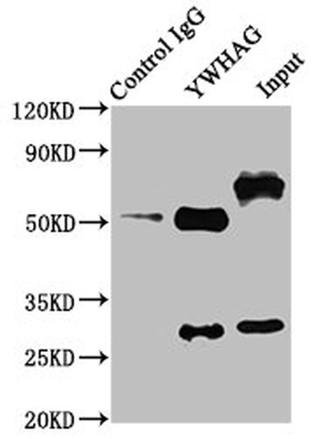 14-3-3 gamma Antibody in Western Blot (WB)