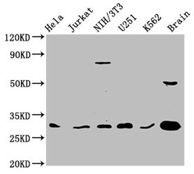 14-3-3 gamma Antibody in Western Blot (WB)