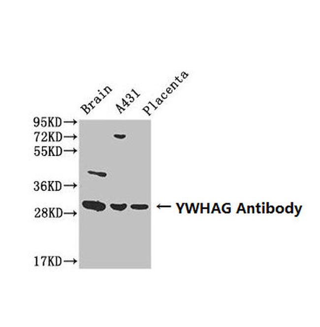 14-3-3 gamma Antibody in Western Blot (WB)