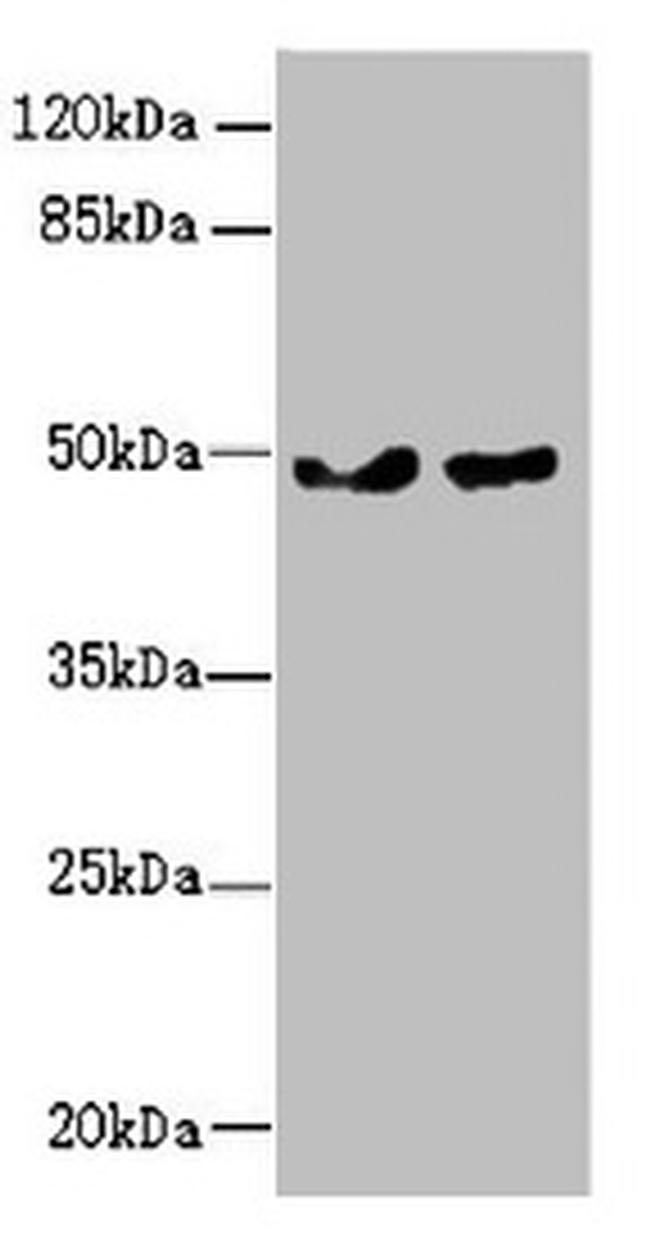 ZBTB25 Antibody in Western Blot (WB)