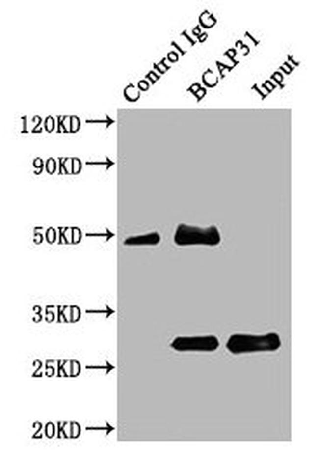 BAP31 Antibody in Western Blot (WB)