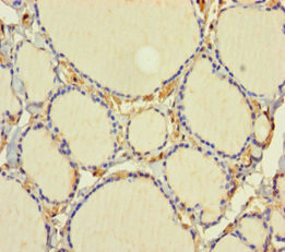 C1D Antibody in Immunohistochemistry (Paraffin) (IHC (P))