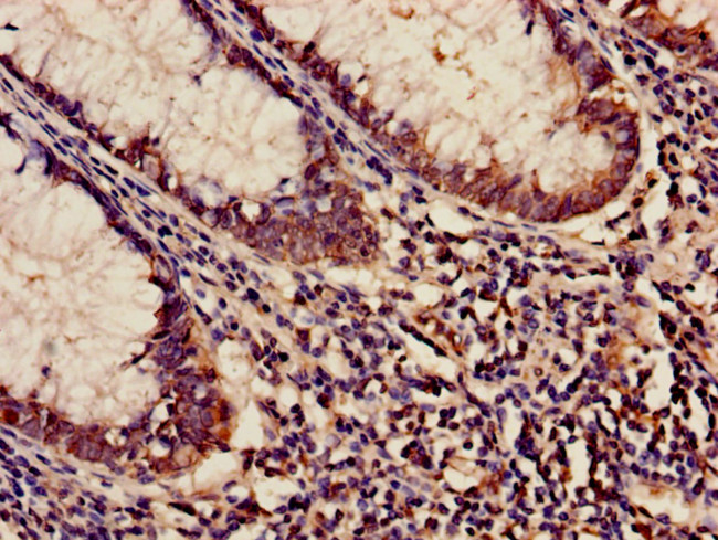 KARS Antibody in Immunohistochemistry (Paraffin) (IHC (P))