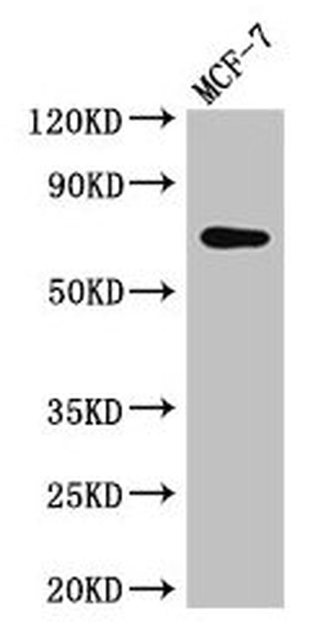 KARS Antibody in Western Blot (WB)