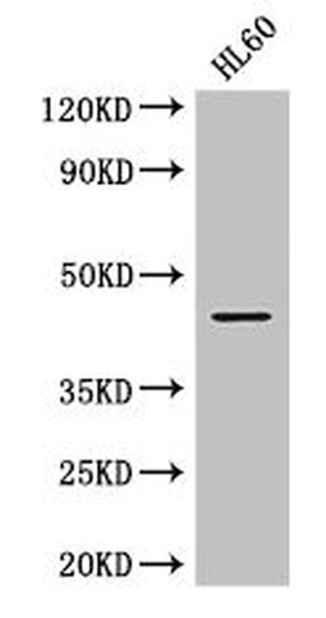 MEK2 Antibody in Western Blot (WB)