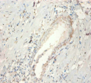 FGF21 Antibody in Immunohistochemistry (Paraffin) (IHC (P))