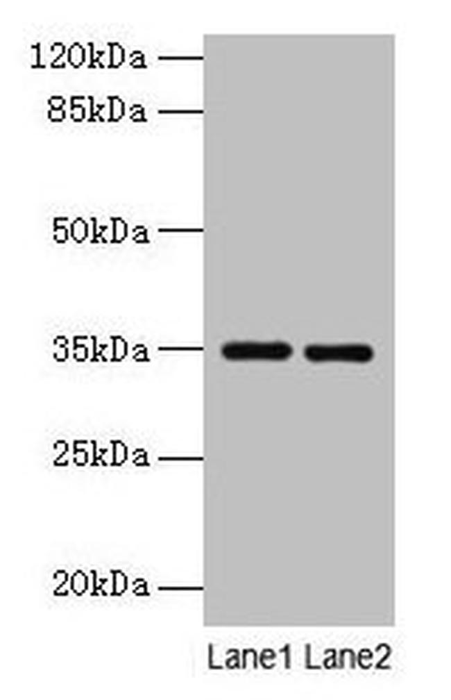 Thrombopoietin Antibody in Western Blot (WB)