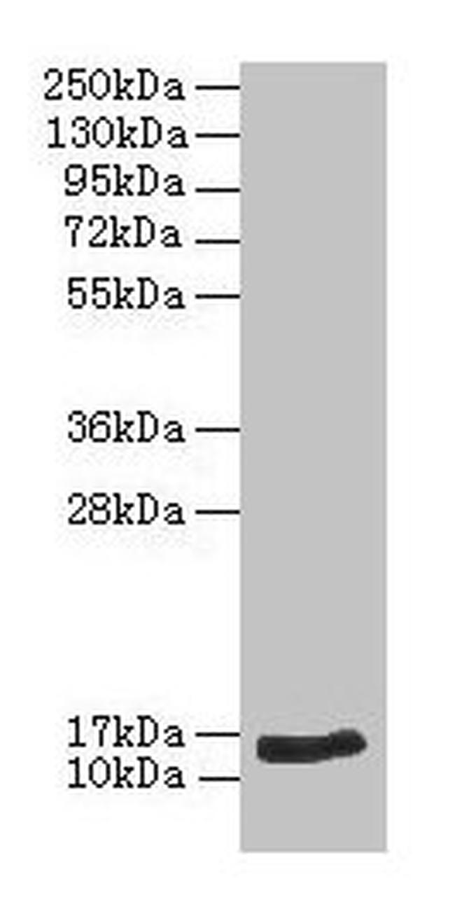 BNP Antibody in Western Blot (WB)