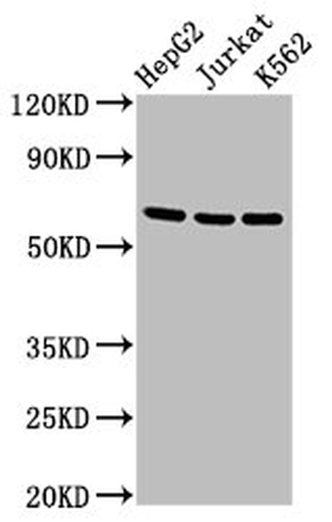 CD137 (4-1BB) Antibody in Western Blot (WB)