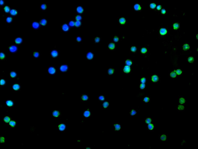 CD27 Antibody in Immunocytochemistry (ICC/IF)