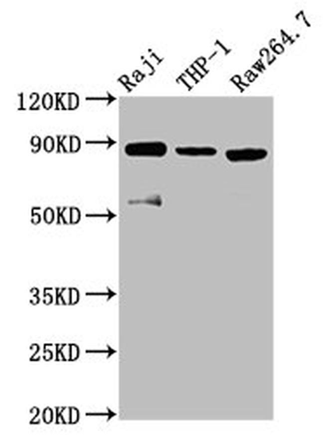 ADAM8 Antibody in Western Blot (WB)