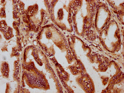 AMH Antibody in Immunohistochemistry (Paraffin) (IHC (P))