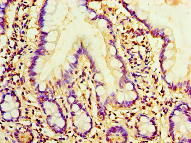 AMH Antibody in Immunohistochemistry (Paraffin) (IHC (P))