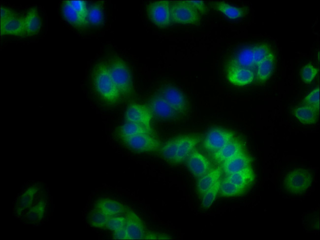 HLA-B Antibody in Immunocytochemistry (ICC/IF)