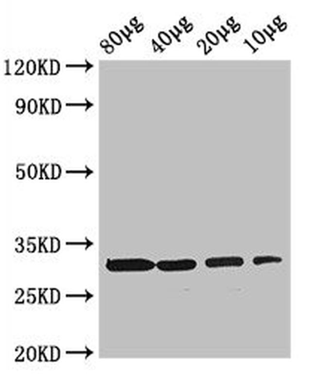 RBKS Antibody in Western Blot (WB)