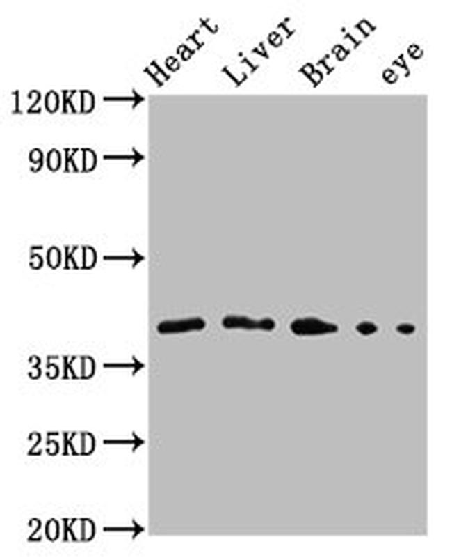 FAS (CD95) Antibody in Western Blot (WB)