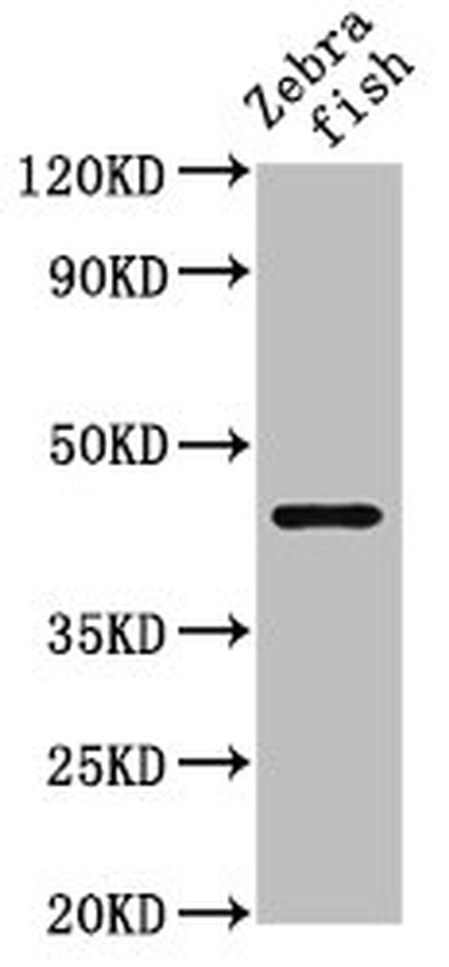NDR1 Antibody in Western Blot (WB)