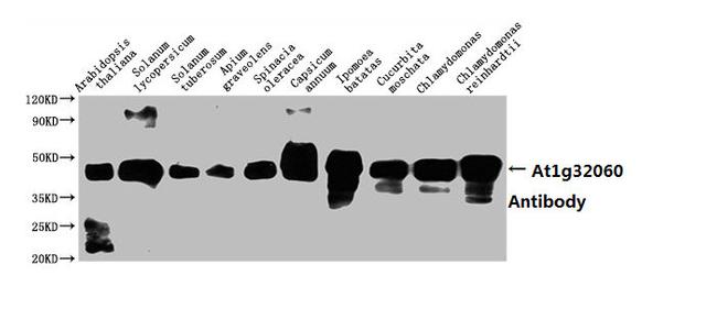 AT1G32060 Antibody in Western Blot (WB)