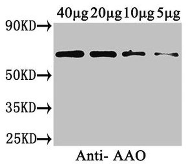 AAO Antibody in Western Blot (WB)