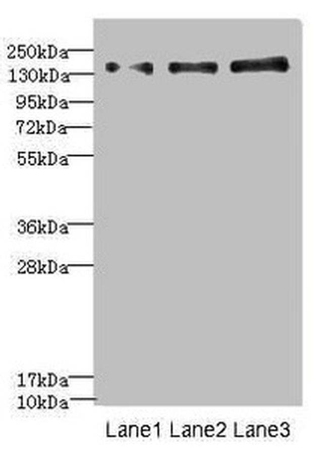 NRXN1 Antibody in Western Blot (WB)