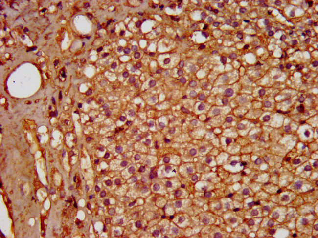 PDE9A Antibody in Immunohistochemistry (Paraffin) (IHC (P))