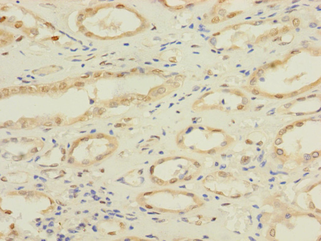 NAE1 Antibody in Immunohistochemistry (Paraffin) (IHC (P))