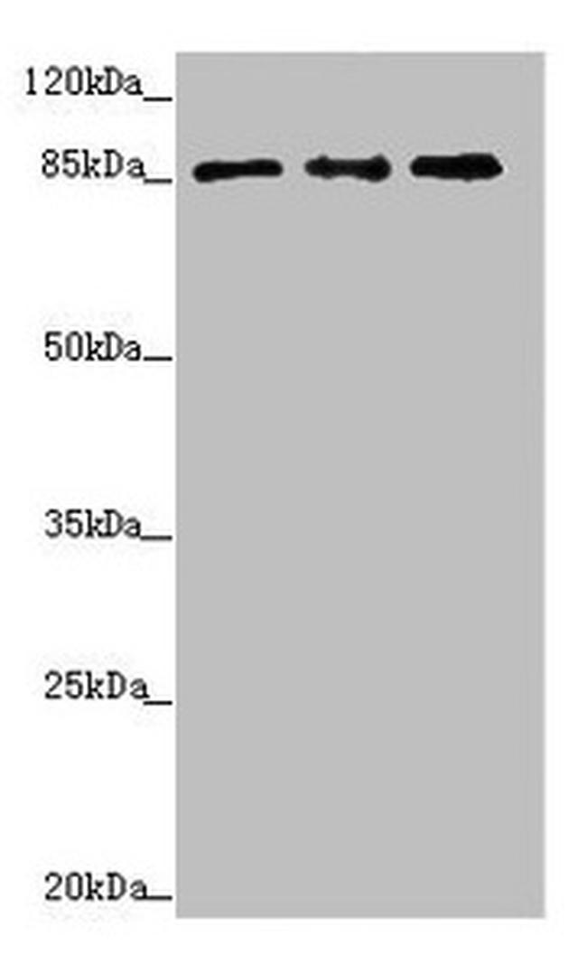 TAF5 Antibody in Western Blot (WB)