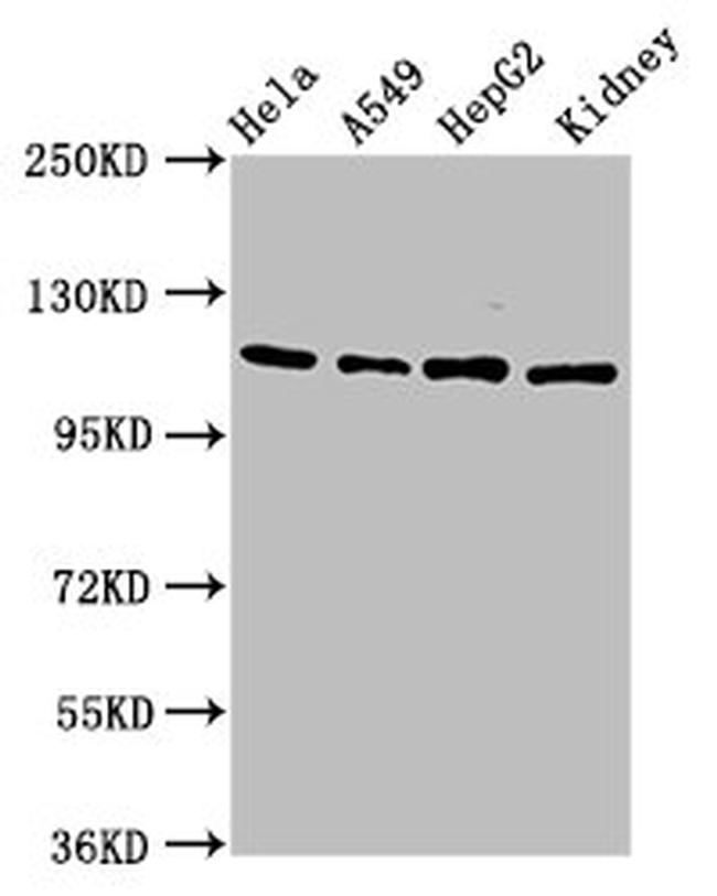 NFATC3 Antibody in Western Blot (WB)