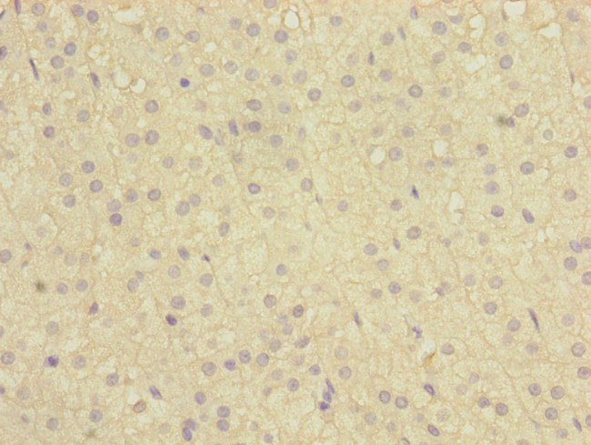 C12orf30 Antibody in Immunohistochemistry (Paraffin) (IHC (P))