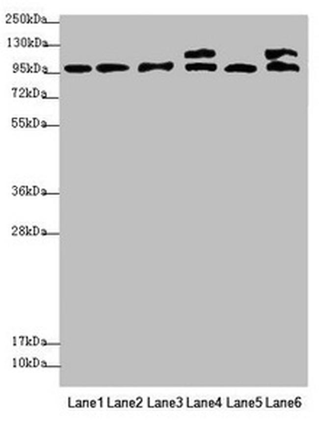 C12orf30 Antibody in Western Blot (WB)