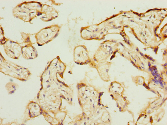 PSG3 Antibody in Immunohistochemistry (Paraffin) (IHC (P))