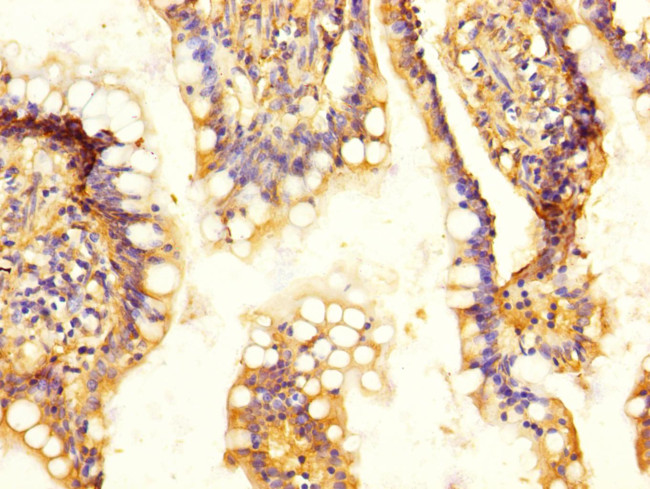 SLC13A2 Antibody in Immunohistochemistry (Paraffin) (IHC (P))