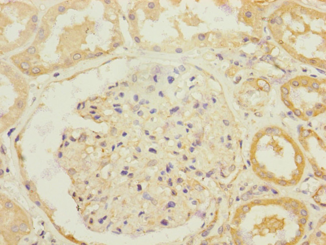 SLC13A2 Antibody in Immunohistochemistry (Paraffin) (IHC (P))