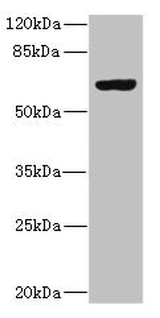 SLC13A2 Antibody in Western Blot (WB)