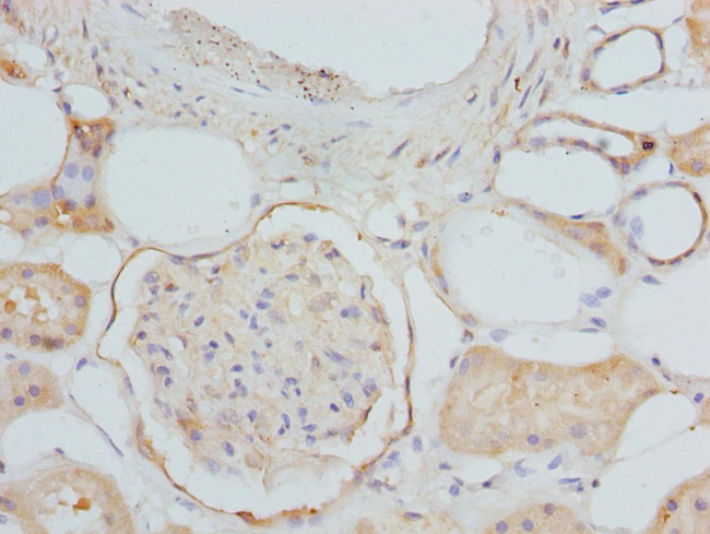 ETFDH Antibody in Immunohistochemistry (Paraffin) (IHC (P))