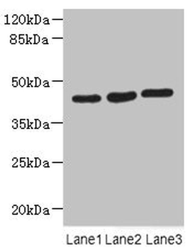 MAPKAPK3 Antibody in Western Blot (WB)