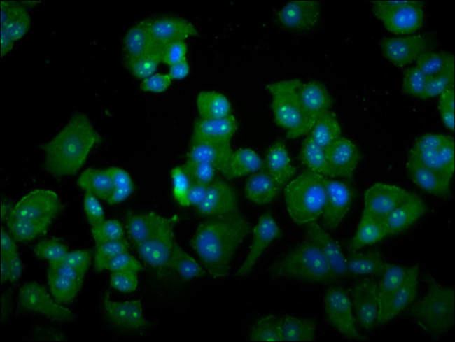 DAZAP2 Antibody in Immunocytochemistry (ICC/IF)