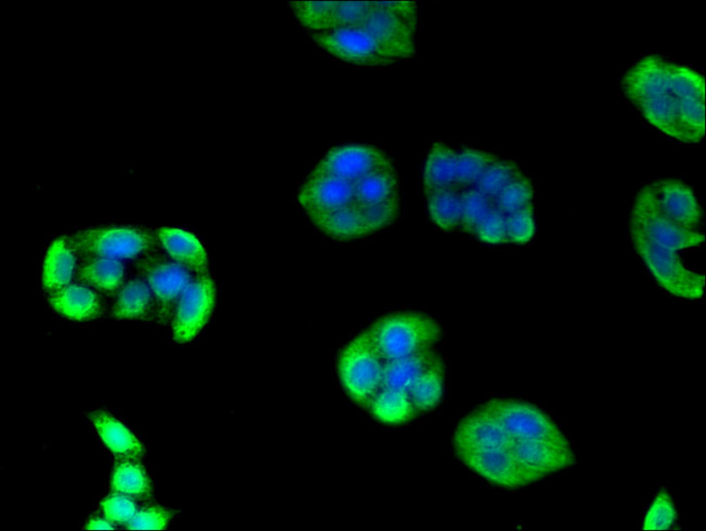 eIF3a Antibody in Immunocytochemistry (ICC/IF)